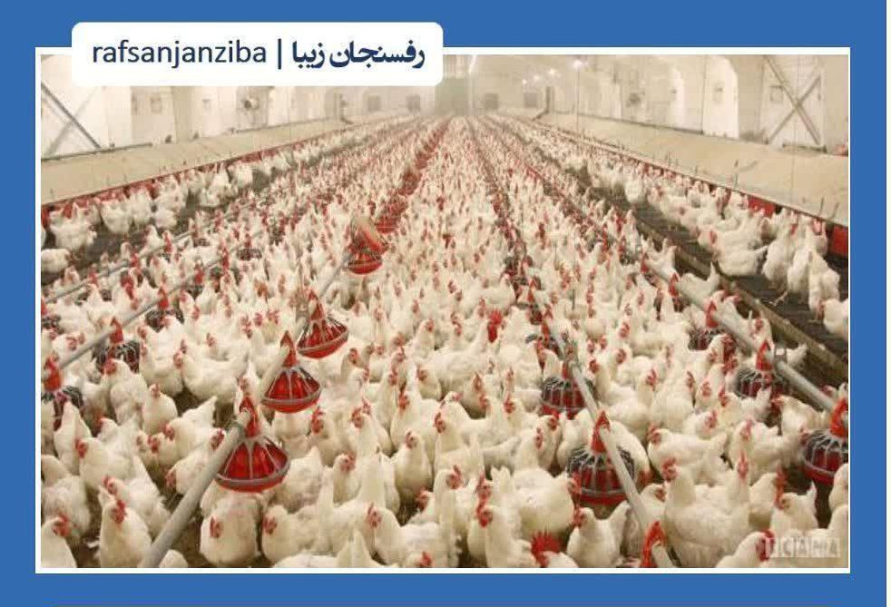 اجرای طرح ساماندهی مرغداری ها برای تأمین گوشت مرغ در رفسنجان